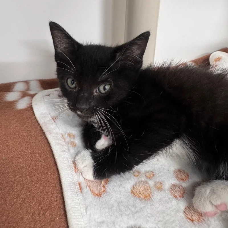 A baby small-sized female Black Domestic Short Hair cat named April for adoption in Tampa, FL