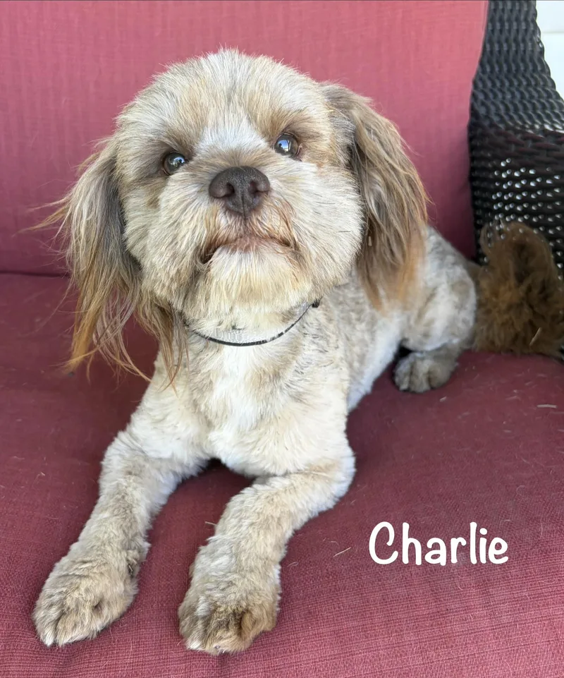 Charlie  Wok