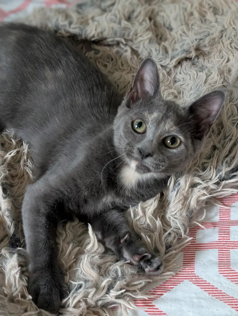 A baby medium-sized female Dilute Tortoiseshell cat named Daffodil for adoption in Richmond, VA
