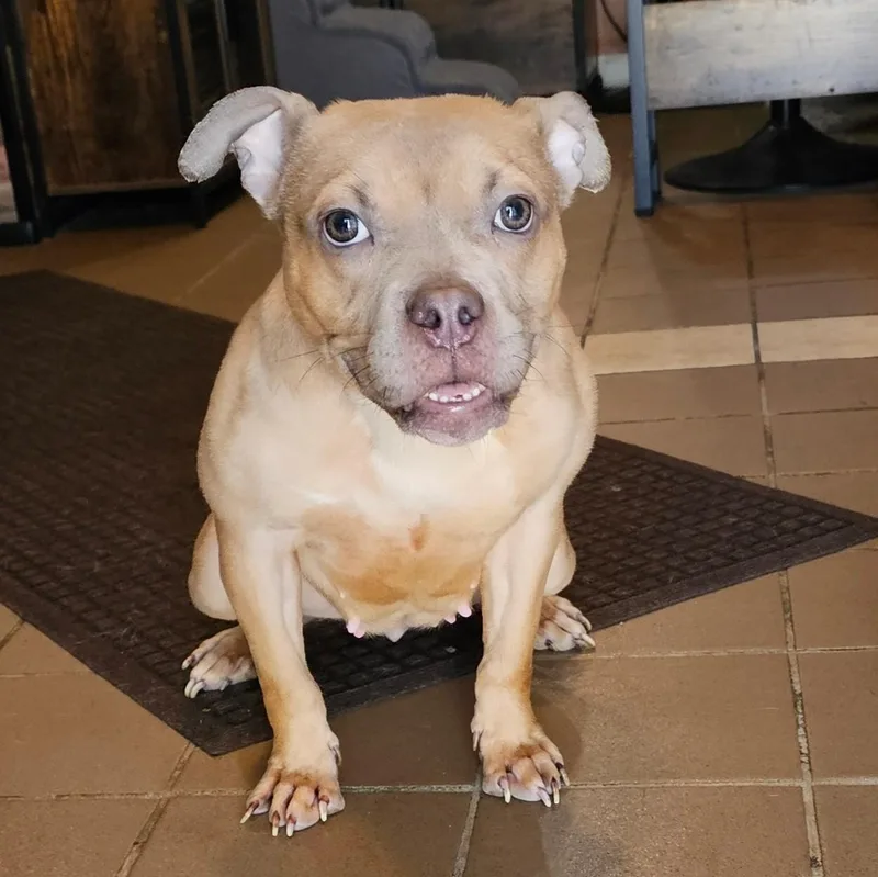 A young small-sized female Yellow / Tan / Blond / Fawn Pit Bull Terrier dog named Blaze for adoption in Chicago, IL