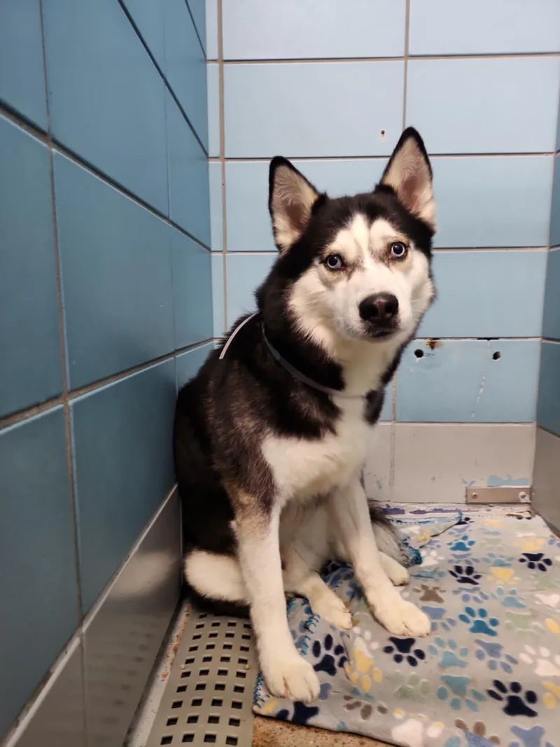 An adult large-sized male Siberian Husky dog named Bertram for adoption in Houston, TX