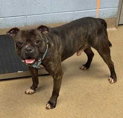 An adult large-sized male Mixed Breed dog named Lucky Charms for adoption in Chamblee, GA