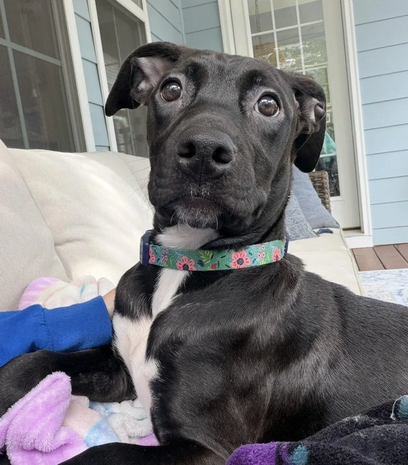 A baby small-sized female Black Mixed Breed dog named Rosa for adoption in Raleigh, NC