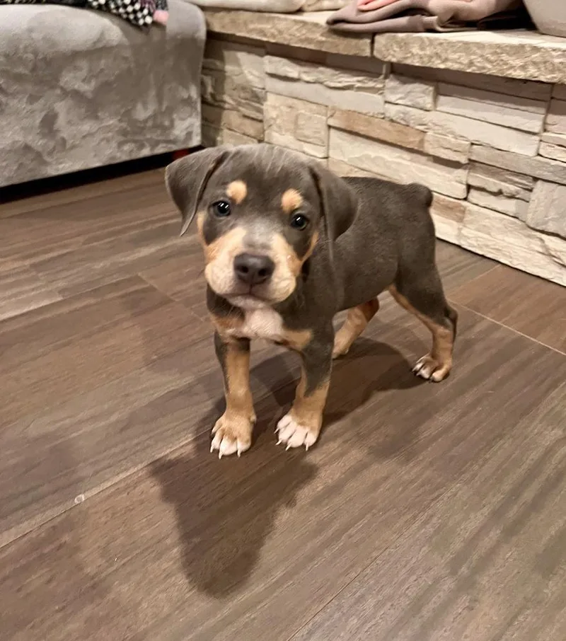 A baby medium-sized male Beagle dog named Benny for adoption in Greenlawn, NY