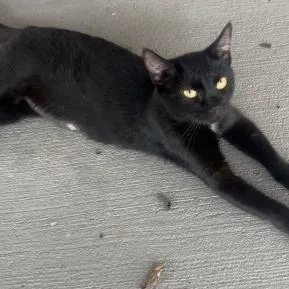 An adult small-sized female Black Domestic Short Hair cat named Malia for adoption in Georgetown, KY
