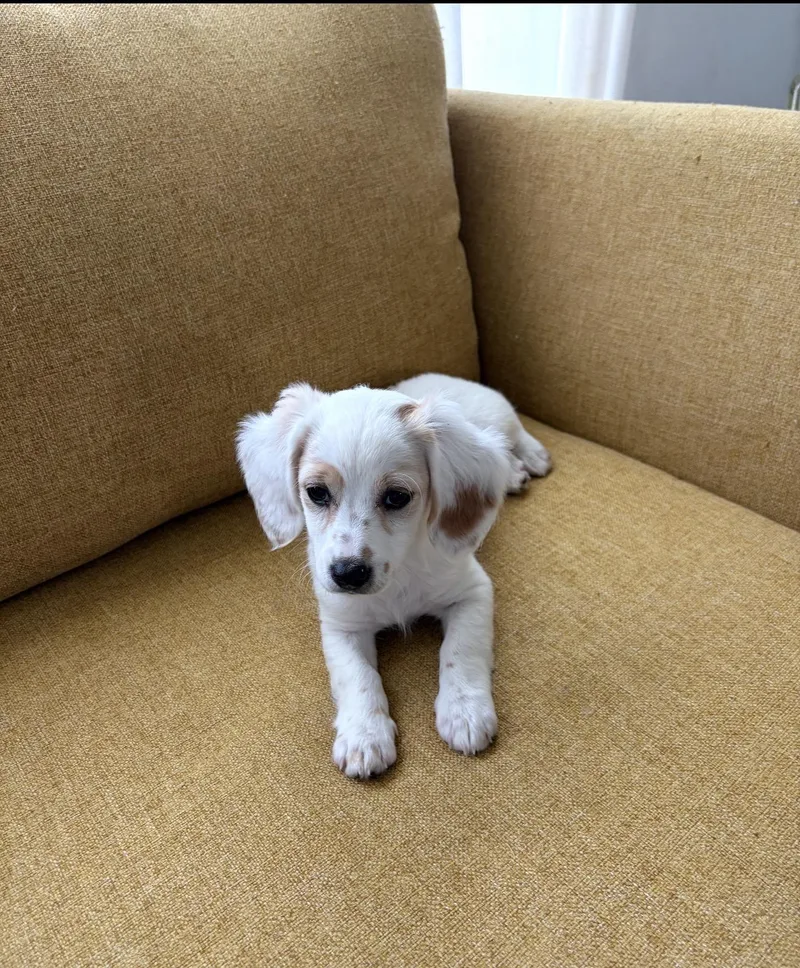 Lilo