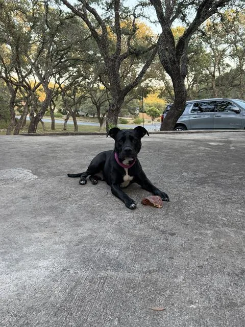 A young medium-sized female American Staffordshire Terrier dog named Jackie for adoption in San Antonio, TX
