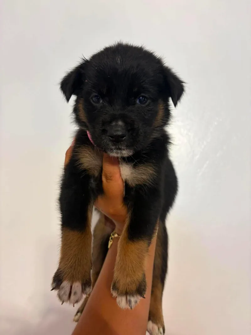 Mocha