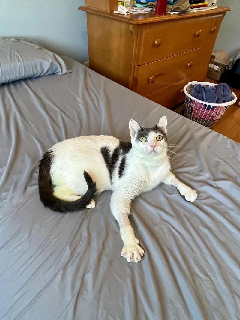 An adult medium-sized male Domestic Short Hair cat named Clover for adoption in Long Beach, CA