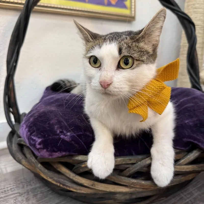 An adult medium-sized female Tabby (Brown / Chocolate) Domestic Short Hair cat named Strawberry Cookie for adoption in Friendswood, TX