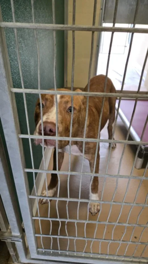 A young medium-sized male Staffordshire Bull Terrier dog named Hobbes for adoption in Texas City, TX