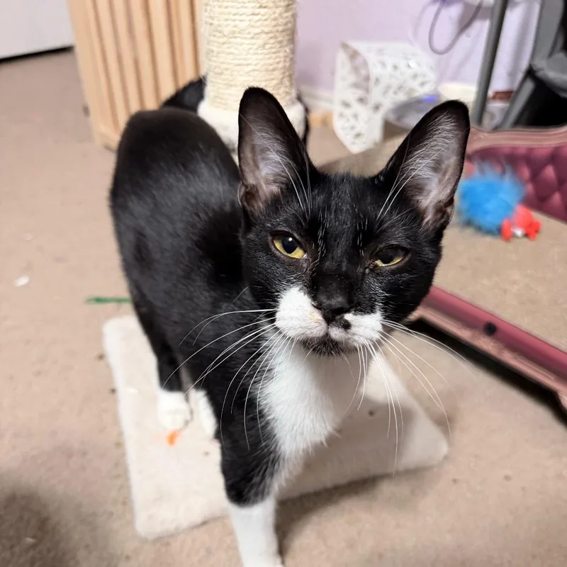 A young medium-sized male Black Domestic Short Hair cat named Never Met A Stranger for adoption in Boerne, TX