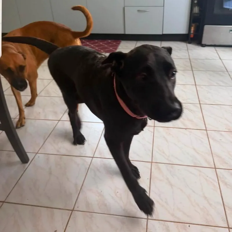 A young medium-sized female Black Mixed Breed dog named Bridget Jones for adoption in Frederiksted, VI