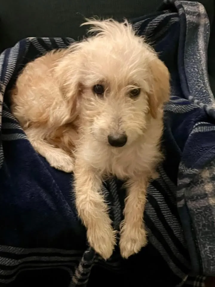A baby medium-sized male Goldendoodle dog named Russel for adoption in Portland, ME