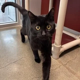 A young small-sized male Domestic Short Hair cat named Mole for adoption in Janesville, WI