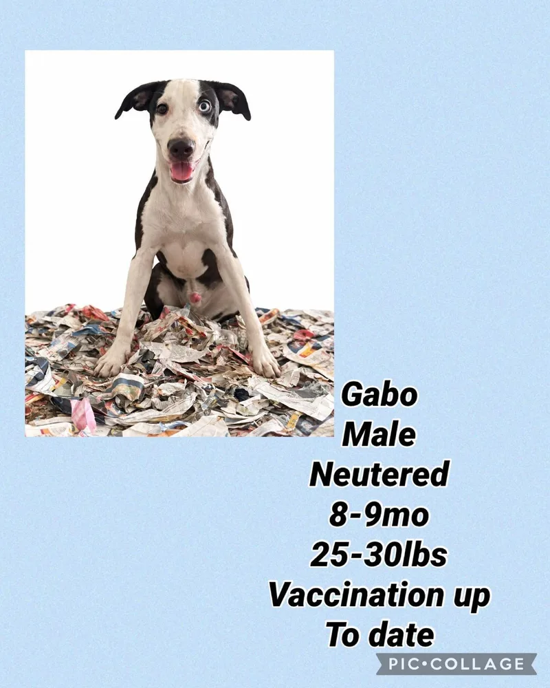 A young medium-sized male Whippet dog named Gabo for adoption in Virginia Beach, VA