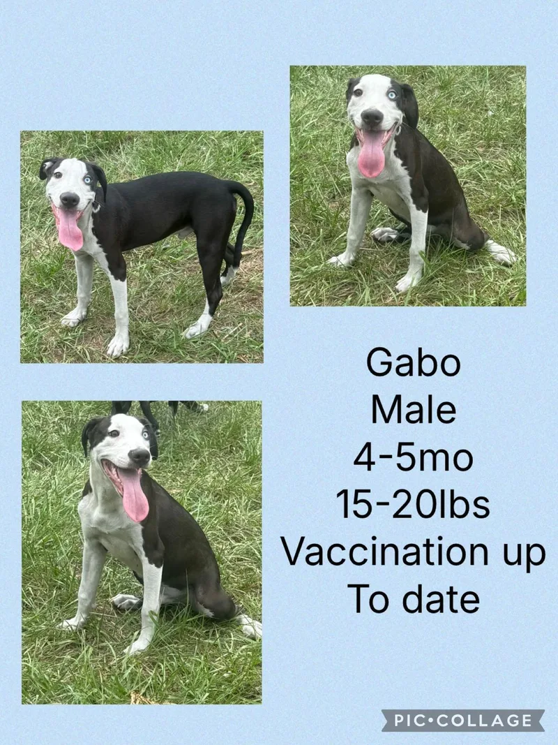 Gabo thumbnail 2