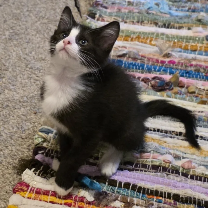 A baby small-sized male Black Domestic Short Hair cat named Coal for adoption in Normal, IL