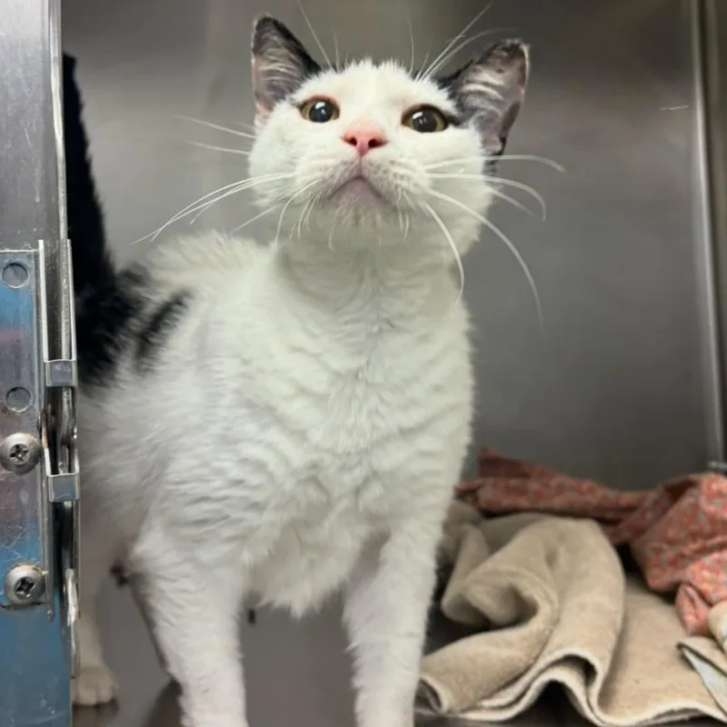 An adult medium-sized female White Domestic Short Hair cat named Diet Pepsi for adoption in Charlottesville, VA
