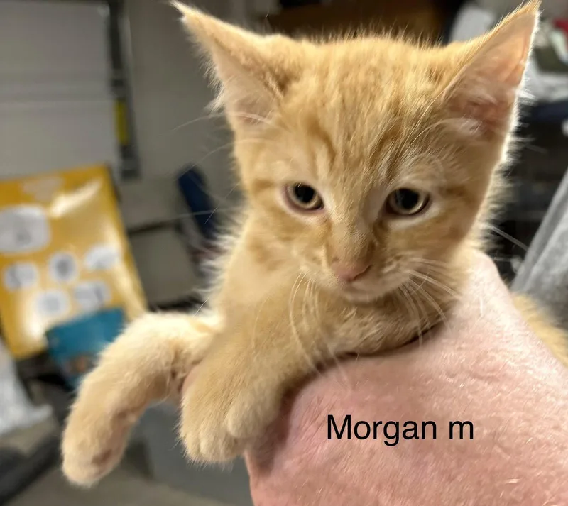 A baby medium-sized male Orange / Red Domestic Short Hair cat named Morgan for adoption in White Bluff, TN