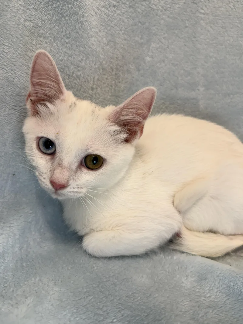 A baby medium-sized female White Domestic Short Hair cat named Pandora for adoption in Greensboro, NC