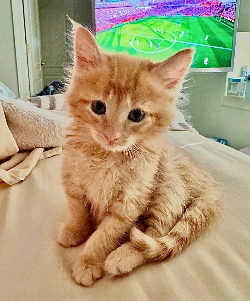 A baby medium-sized male Orange / Red Domestic Short Hair cat named Fireball for adoption in Herndon, VA