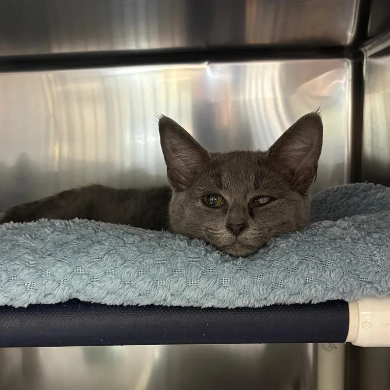 A baby medium-sized female Domestic Short Hair cat named Cokunut for adoption in Charlottesville, VA