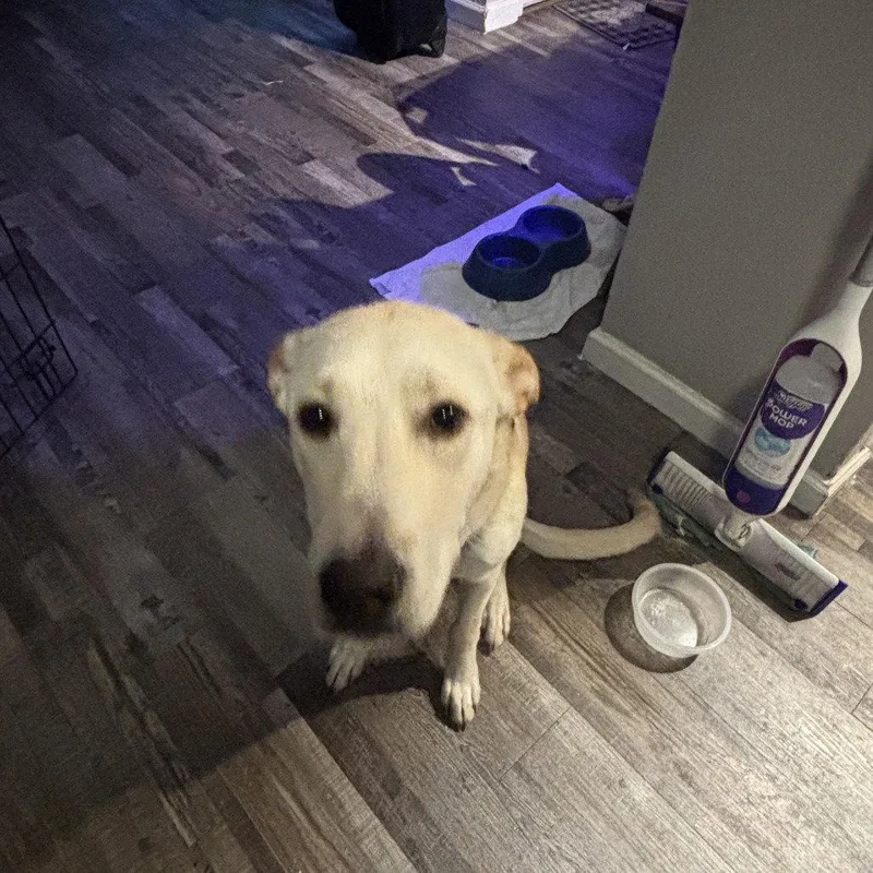 A young medium-sized male Labrador Retriever dog named Pharoah for adoption in Dallas, TX