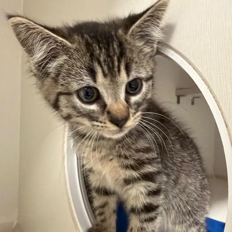A baby small-sized female Black Domestic Long Hair cat named Bean for adoption in Floresville, TX