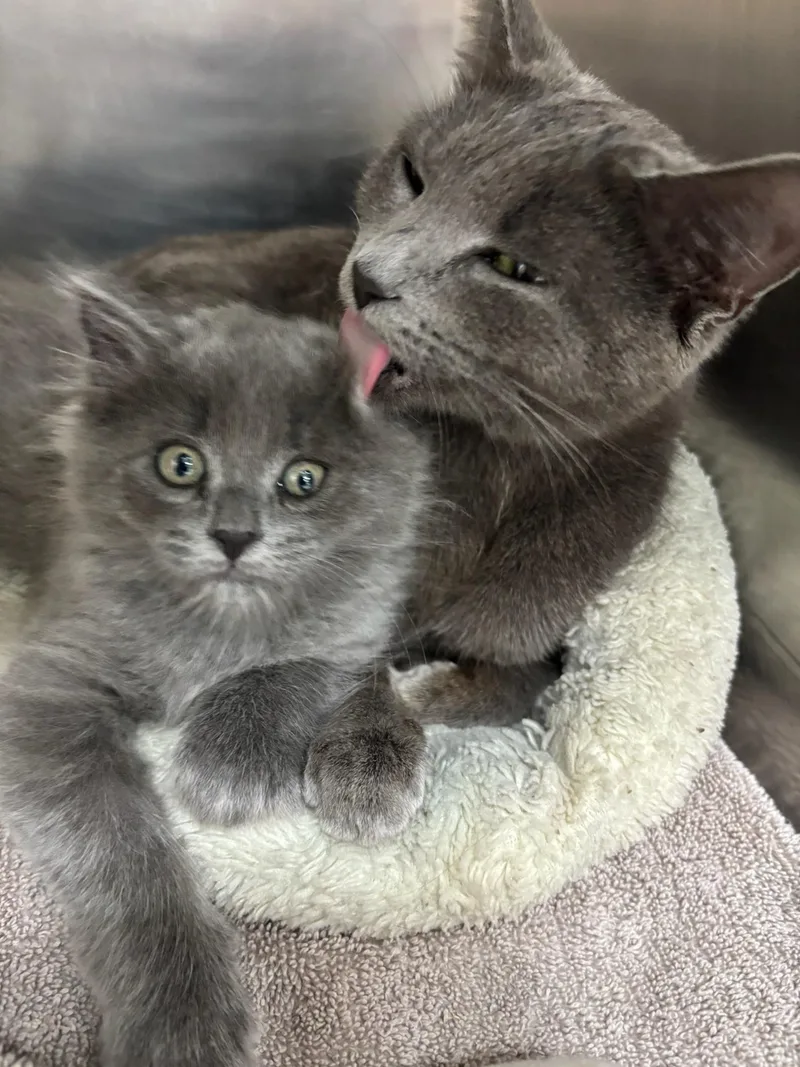 A baby large-sized male Russian Blue cat named Sterling for adoption in Kent, WA