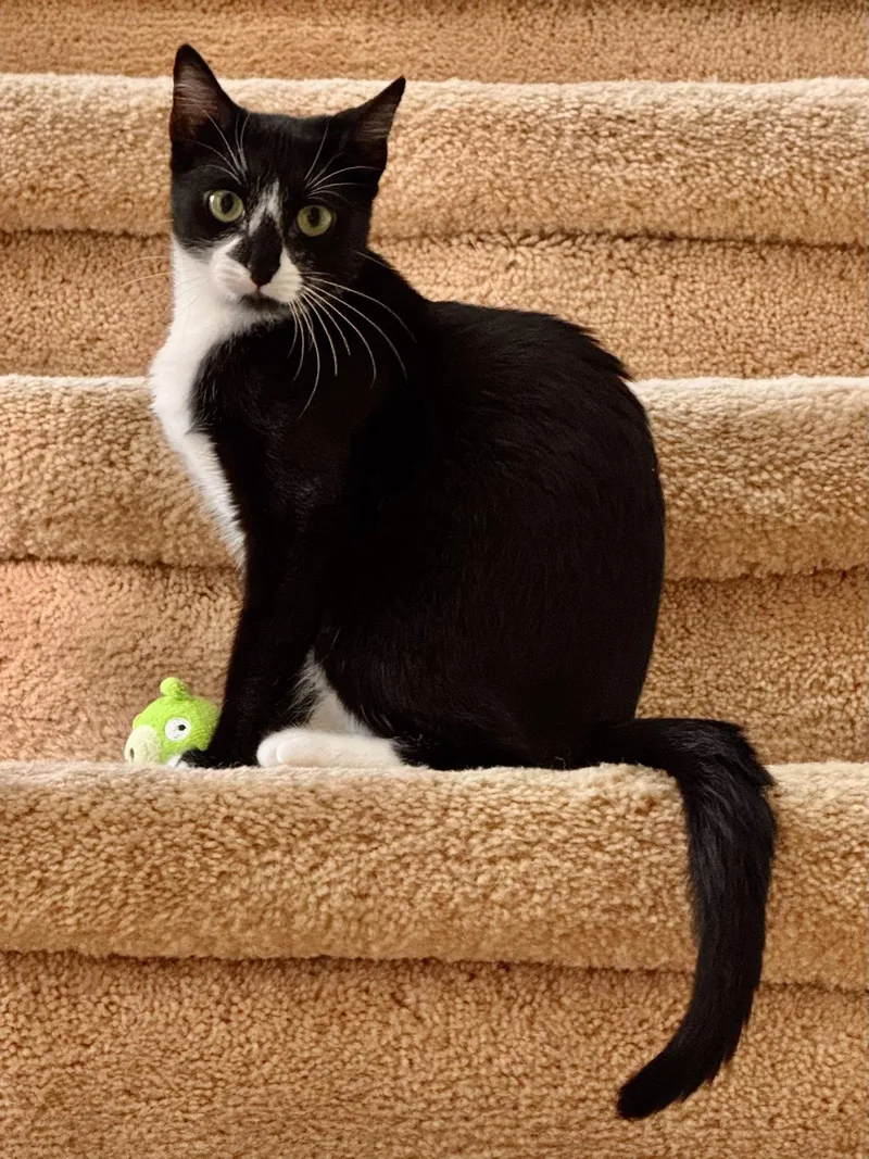 A baby small-sized female Black & White / Tuxedo Domestic Short Hair cat named Gaia for adoption in Arlington, TX