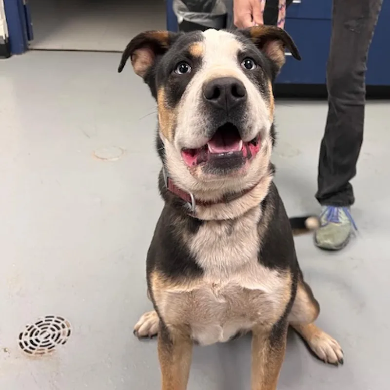 An adult medium-sized male Brown / Chocolate Pit Bull Terrier dog named Murphy for adoption in Douglas, AZ