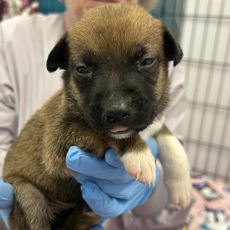 A baby small-sized male Brown / Chocolate Mixed Breed dog named Crouton for adoption in Wheeling, IL