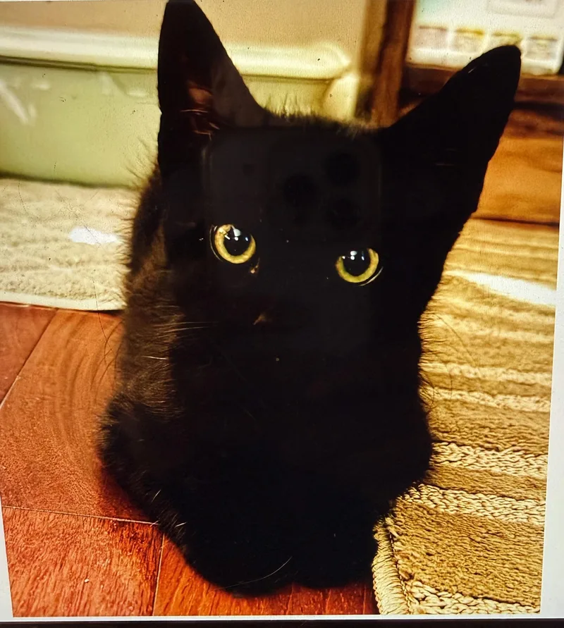 A baby small-sized male Domestic Short Hair cat named Shadow for adoption in South Pasadena, CA
