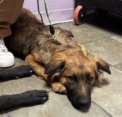 A young large-sized male Black German Shepherd Dog dog named Fluffy for adoption in El Paso, TX