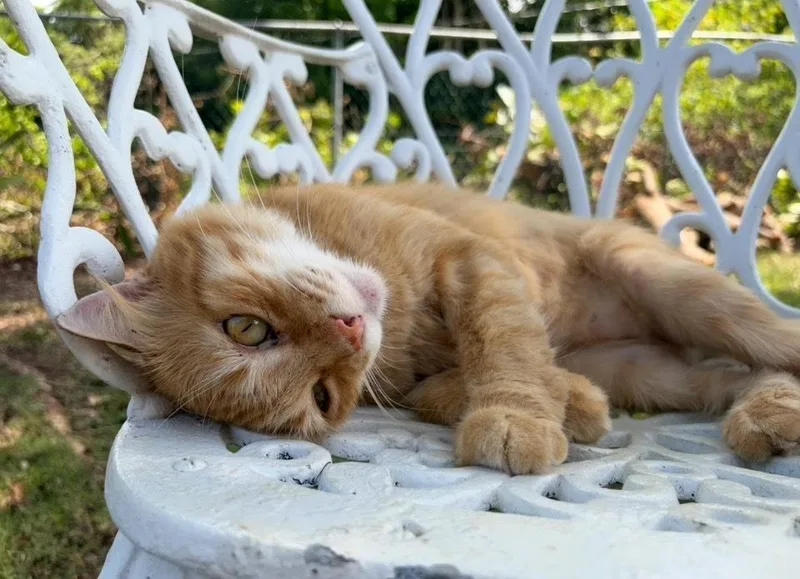 A young large-sized female Domestic Short Hair cat named Nala for adoption in Naranjito, PR
