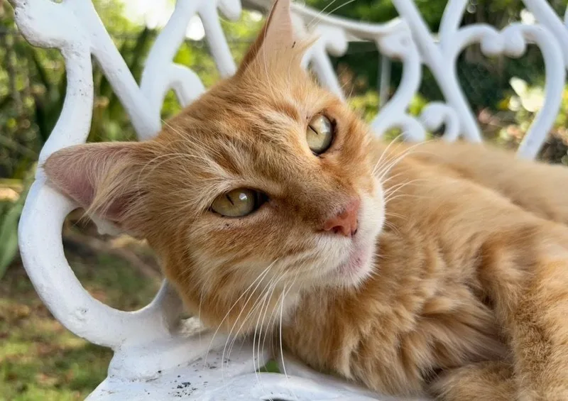 Nala thumbnail 2