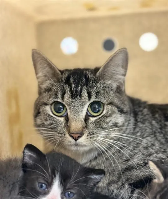 A young medium-sized female Domestic Short Hair cat named Peach for adoption in Riverside, CA