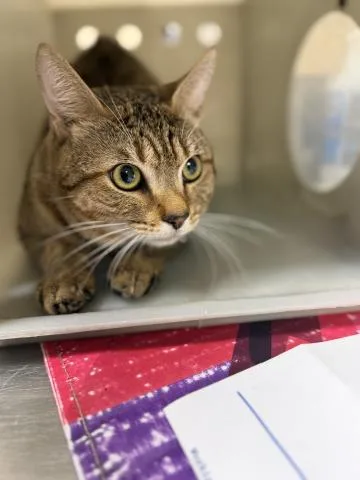 A young small-sized male Domestic Short Hair cat named Koda for adoption in Riverside, CA