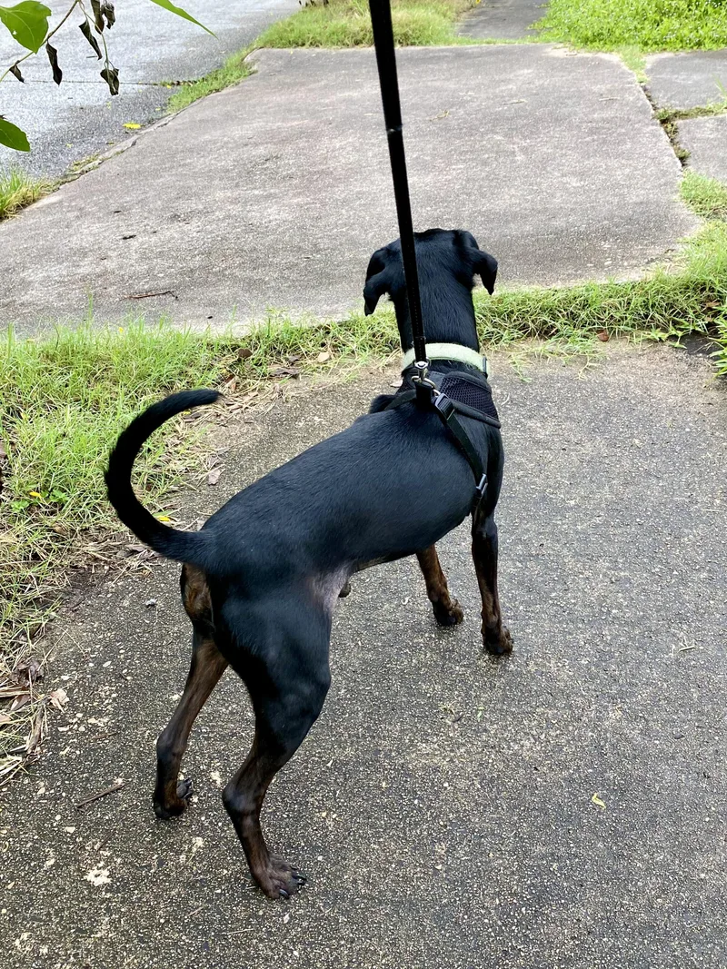 Mr. Buttons thumbnail 2