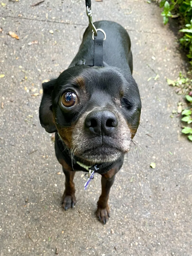 Mr. Buttons thumbnail 3