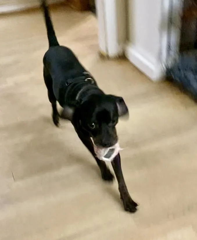 Mr. Buttons thumbnail 5