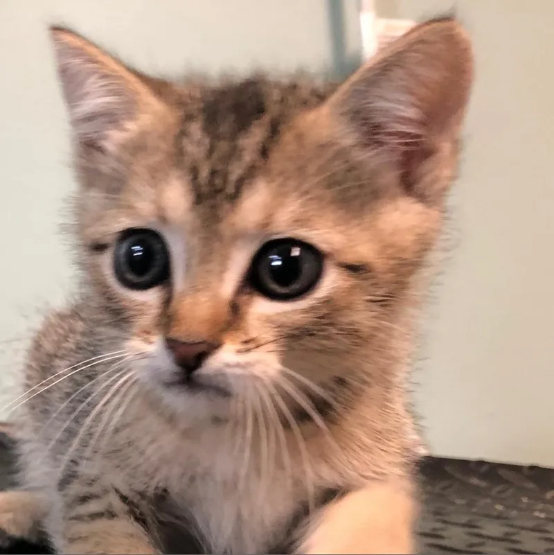 Lucky Lou thumbnail 2