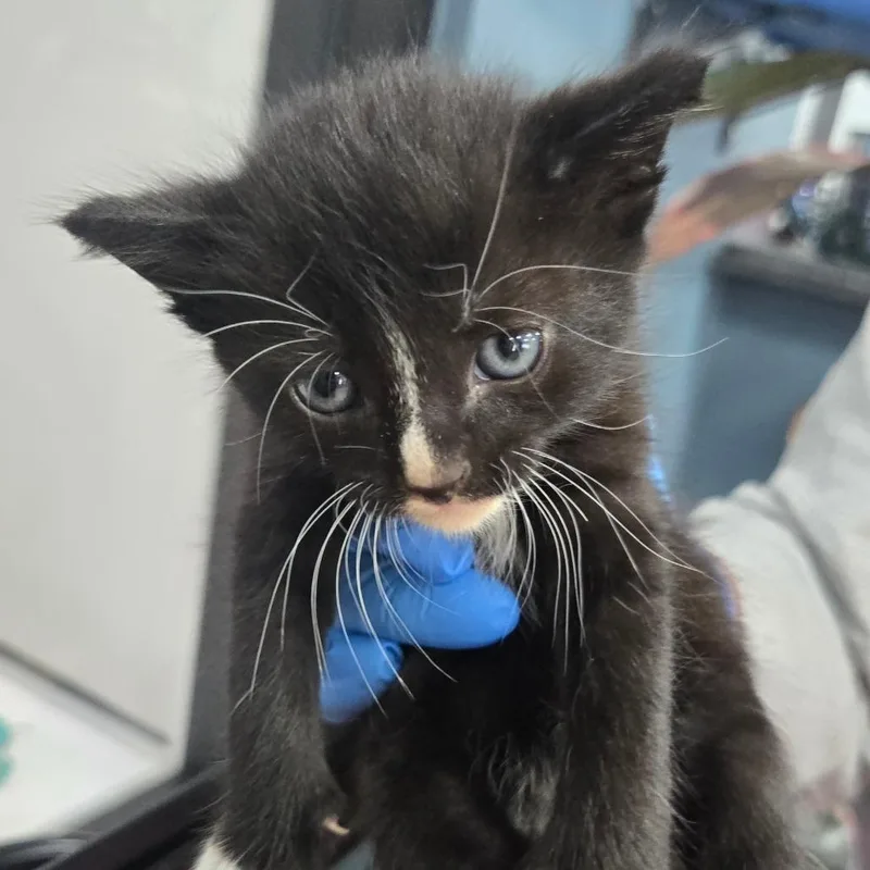 A baby small-sized male Domestic Short Hair cat named Goldie for adoption in Newark, NJ