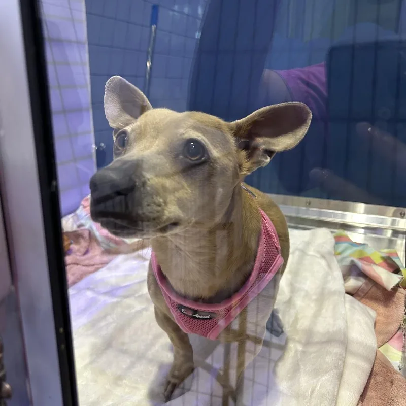 An adult small-sized female White / Cream Dachshund dog named Spice for adoption in Jupiter, FL