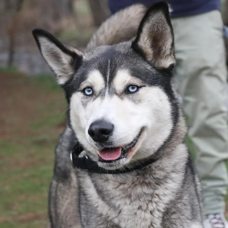 An adult medium-sized male Gray / Blue / Silver Husky dog named Bowie for adoption in Allentown, PA