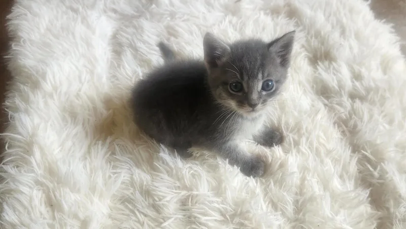 Tater