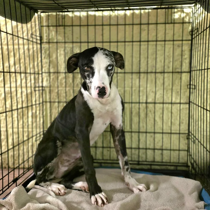 An adult medium-sized female White / Cream Mixed Breed dog named Gabby for adoption in Port Charlotte, FL
