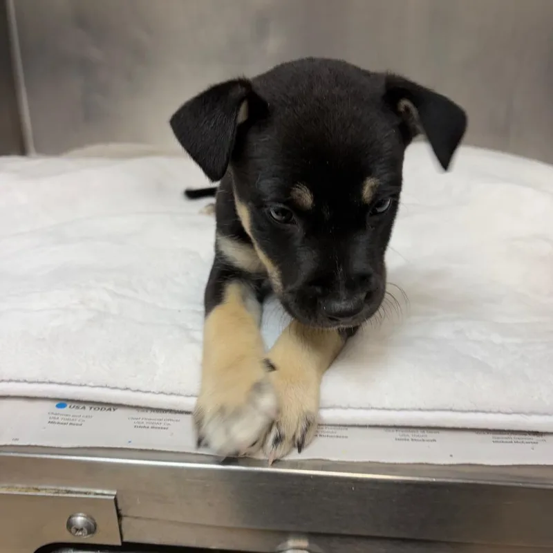 A baby small-sized female Black Shepherd dog named Lizzo for adoption in Council Bluffs, IA