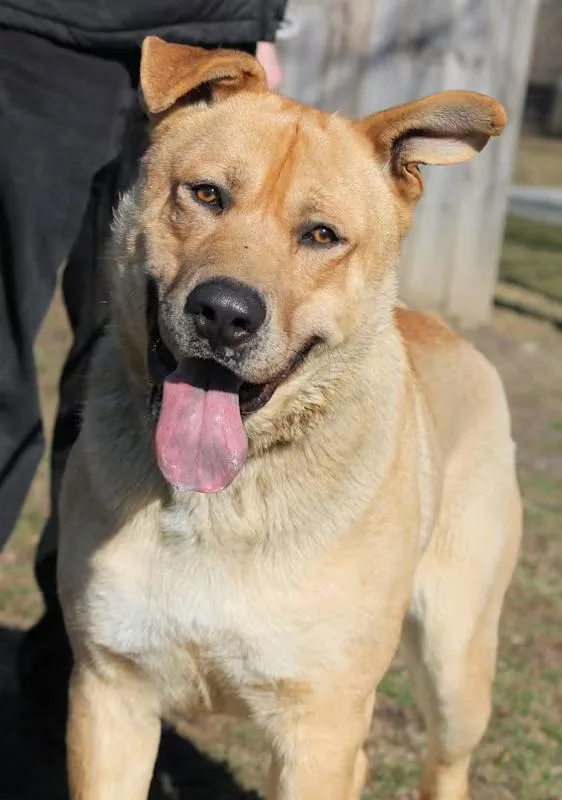 An adult large-sized male Yellow / Tan / Blond / Fawn Akita dog named Sundance for adoption in Wyandotte, MI